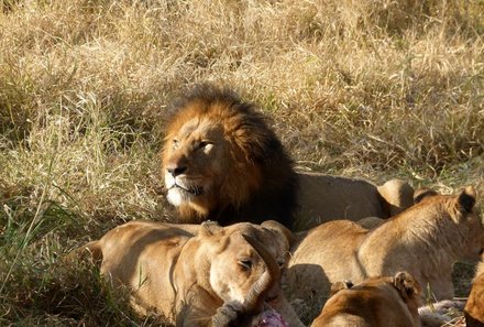 Südafrika mit Kindern - Löwenrudel