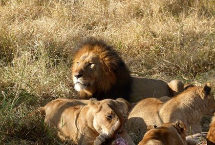 Familienurlaub Südafrika - Südafrika for family individuell - Löwenrudel