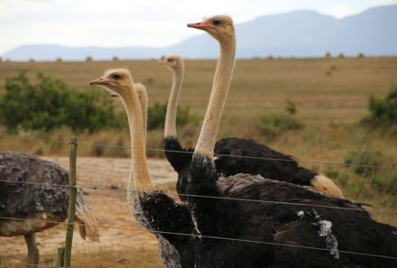 Garden Route mit Kindern Familiensafari - Strauß Südafrika