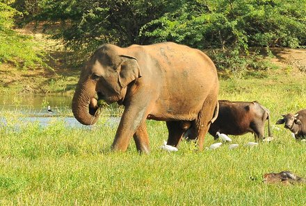 Sri Lanka young family individuell - Sri Lanka Individualreise mit Kindern - Safari im Minneriya Nationalpark