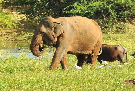 Sri Lanka Familienreise - Sri Lanka Summer for family - Elefant