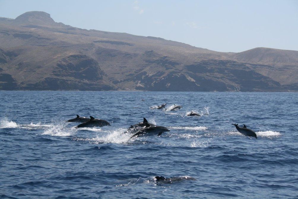 La Gomera mit Kindern - Delfine im Wasser