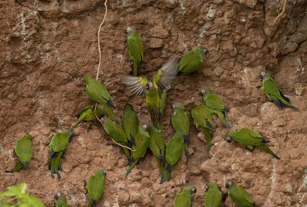 Galapagos Familienreise - Galapagos for family individuell - Regenwald Fauna