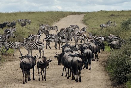 Familienreise Tansania - Tansania for family individuell deluxe - Gnus und Zebraherde