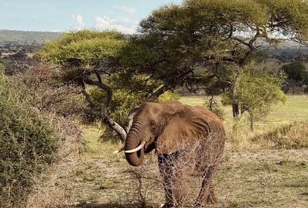 Tansania Familienurlaub - Tansania Family & Teens - Elefant im Tarangire Nationalpark