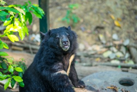 Laos und Vietnam Familienreise - Laos und Vietnam Reise mit Kindern - Bär Free the Bears