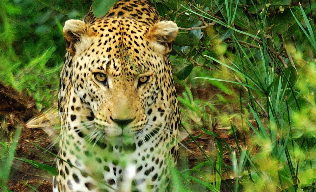 Afrika mit Kindern - Tierbegegnungen in und um Makutsi - Leopard