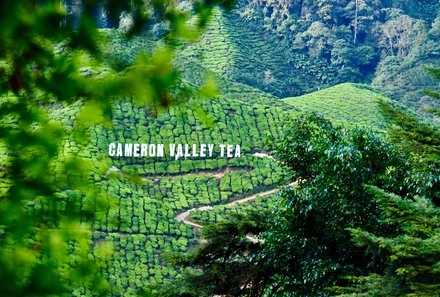 Malaysia mit Kindern - Malaysia Urlaub mit Kindern - Malaysia Rundreise mit Kindern - Teeplantagen Cameron Highlands
