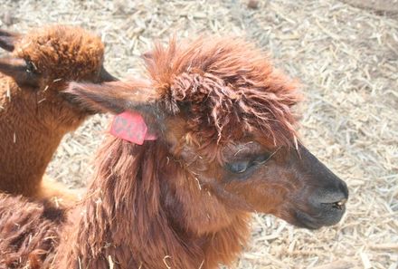 Israel Familienreise - Israel for family individuell - Alpaca