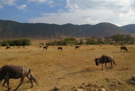 Serengeti mit Kindern individuell - Best of Familiensafari Serengeti - Gnuherde