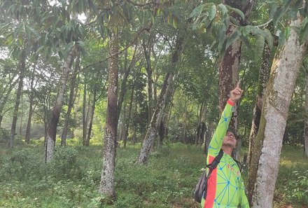 Familienurlaub Malaysia & Borneo - Malaysia & Borneo for family individuell - Fahrradtour Malakka - Guide erklärt etwas am Baum