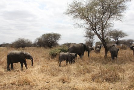 Tansania Familienurlaub - Tansania for family - Elefantenherde im Tarangire Nationalpark