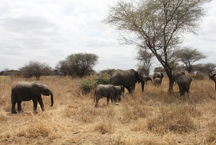 Tansania Familienreise - Tansania for family individuell - Elefantenherde im Tarangire Nationalpark