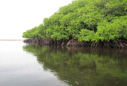 Bali Familienurlaub - Nusa Lembogan - Ausflug Mangrovenwald