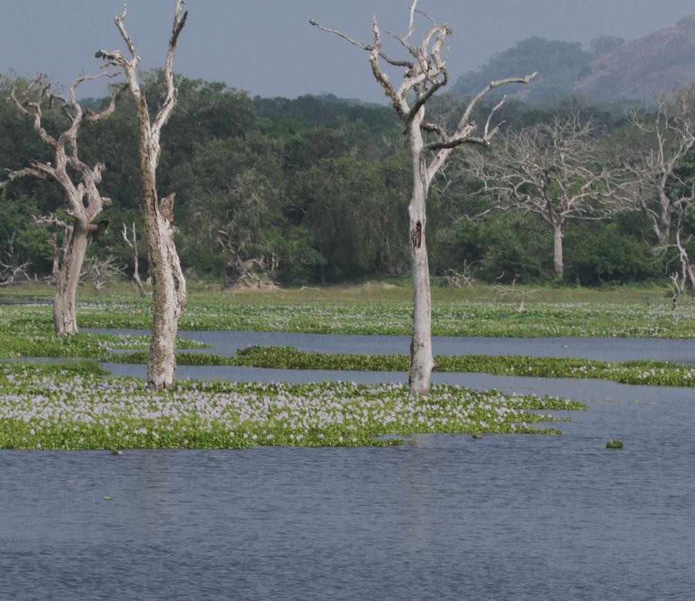 Sri Lanka Safari mit Kindern - Nationalpark Sri Lanka