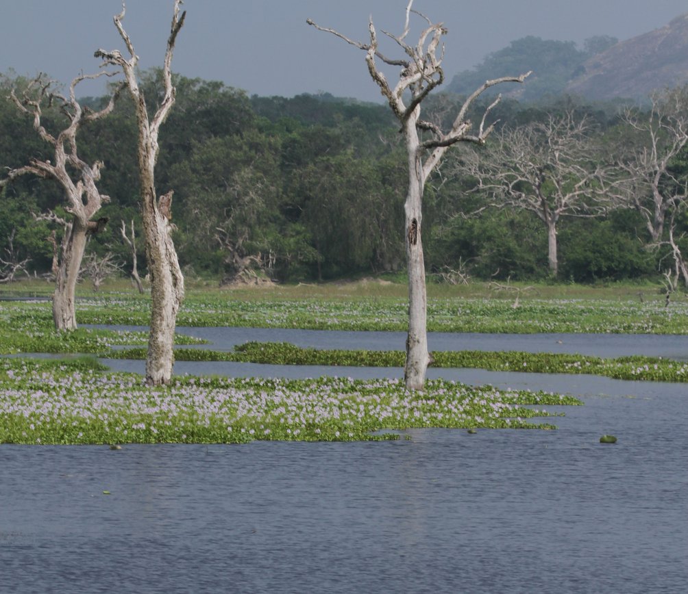 Sri Lanka Safari mit Kindern - Nationalparks in Sri Lanka mit Kindern - Nationalpark Sri Lanka 