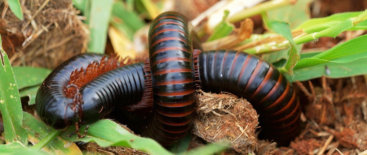 Afrika mit Kindern - Eindrücke von Südafrika - Riesentausendfüßler in Makutsi