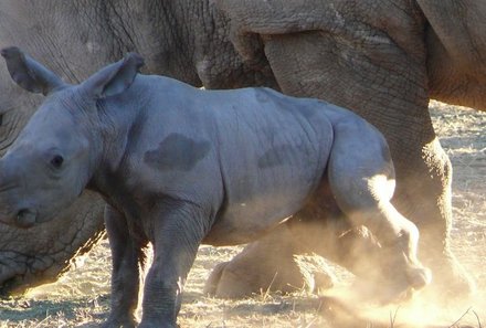 Safari Afrika mit Kindern - Safari Urlaub mit Kindern - beste Safari-Gebiete - Etosha Nationalpark - Nashörner