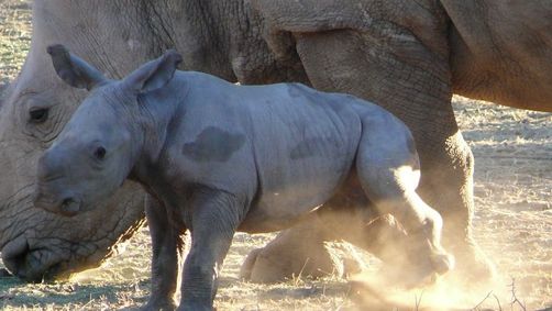 Safaris mit Kindern im Etosha Nationalpark zu Nashörnern