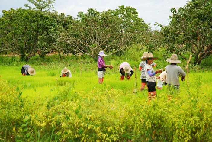 Südostasien Urlaub mit Kindern - Farmer in Malaysia