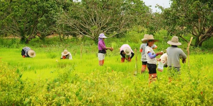 Südostasien Urlaub mit Kindern - Farmen in Südostasien