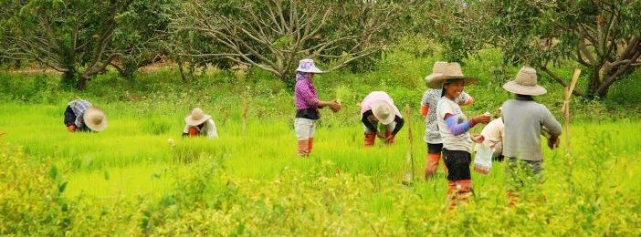 Südostasien Urlaub mit Kindern - Farmer in Malaysia