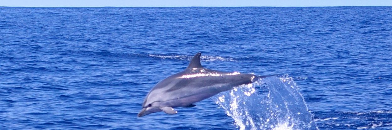 Familienreise_Azoren_Springender Delfin