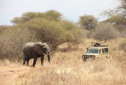 Familienreise Tansania - Tansania for family individuell Best of Familiensafari Serengeti - Safari im Tarangire Nationalpark