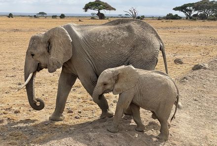 Kenia mit Kindern - Kenia for family - Elefanten im Amboseli Nationalpark