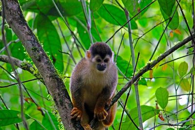 Familienreise Costa Rica individuell - Nebelwald Monteverde - Nahaufnahme Totenkopfaffe
