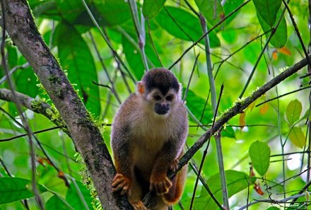 Familienreise Costa Rica individuell - Nebelwald Monteverde - Nahaufnahme Totenkopfaffe