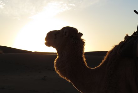 Marokko Rundreise für Familien - Erfahrungsbericht Marokko mit Teens - Kamel während Sonnenuntergang