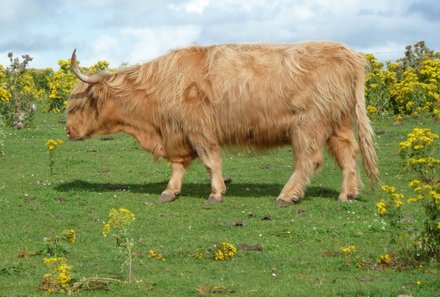 Schottland Familienreise - Schottland mit Kindern - Schottisches Rind