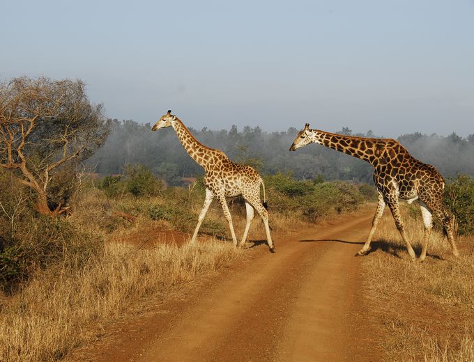 Südafrika mit Kindern individuell - Südafrika for family individuell - Best of Krüger Nationalpark