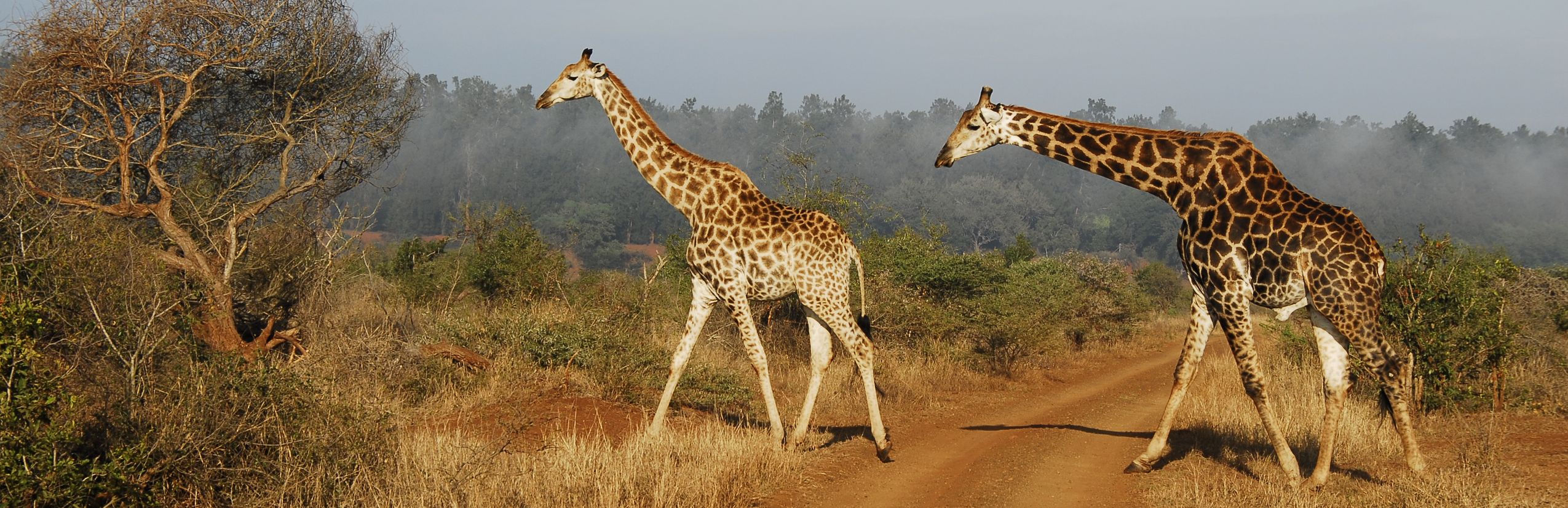 Südafrika mit Kindern individuell - Südafrika for family individuell - Best of Krüger Nationalpark