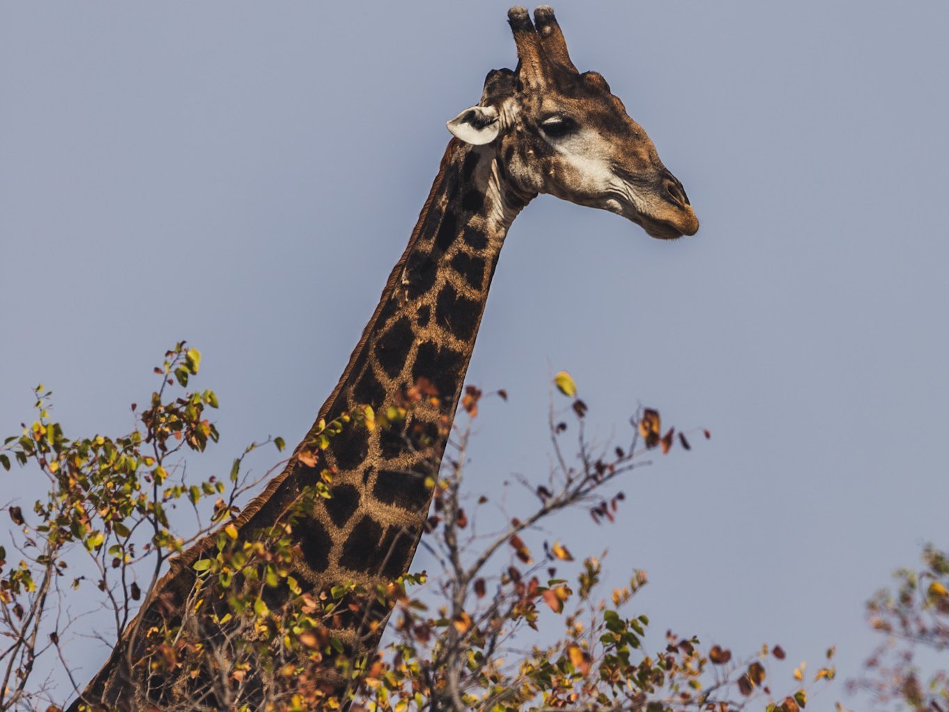 Südafrika Blog Artikel - Giraffe streckt sich hoch über die Bäume – Südafrika Familienreise