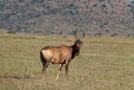 Südafrika mit Kindern - Interview mit dem Kololo Game Reserve - Antilope