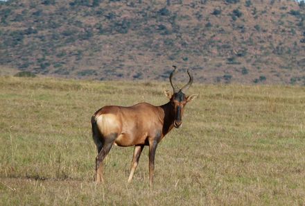 Südafrika mit Kindern - Antilope