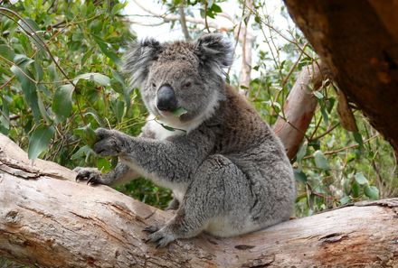 Australien Familienreise - Koala 