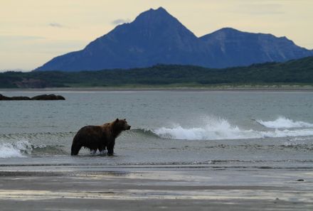 Familienreise Kanada - Kanada for family - Bär steht im Wasser