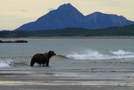 Kanada mit Kindern - Bär am Strand