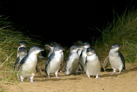 Australien for family - Australien Familienreise - Penguin Parade