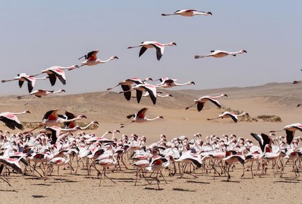 Namibia Deluxe Familienreise individuell - Swakopmund - Flamingos