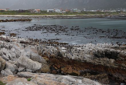 Familienreise Garden Route - Südafrika Family & Teens - Hermanus - Pinguine - Bettys Bay