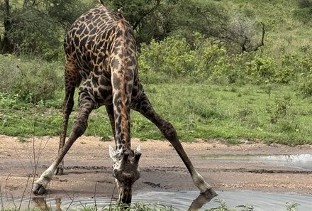 Tansania Familienreise - Tansania for family - Serengeti - Trinkende Giraffe