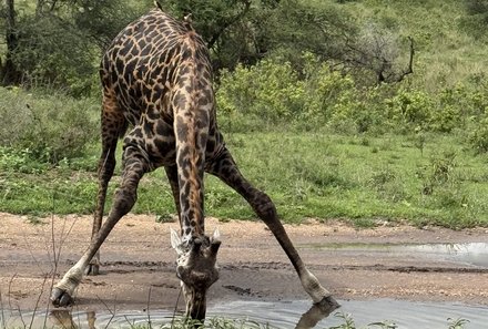 Familienreise Tansania - Tansania for family individuell deluxe - Giraffe trinkt