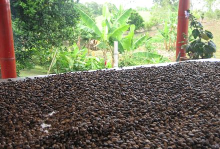 Kolumbien mit Kindern  - Kolumbien for family - Kaffee nach Roestung