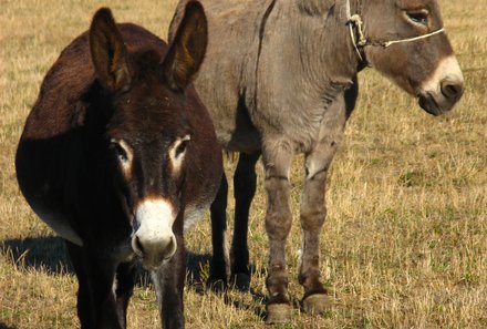 Rumänien mit Kindern - Landleben Rumänien - Esel