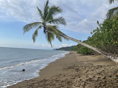 Feedback CRFI05 - Costa Rica Family & Teens individuell - Palme am Strand