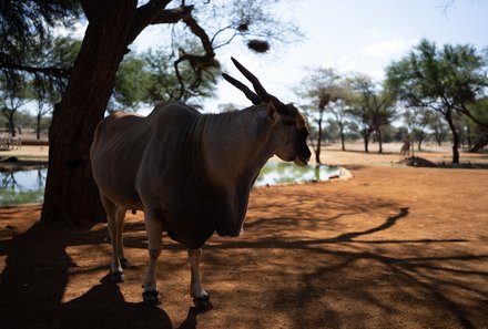 Namibia Familienreise - Namibia for family - Erongo Gebirge - Omaruru Game Lodge - Tier am Wasserloch